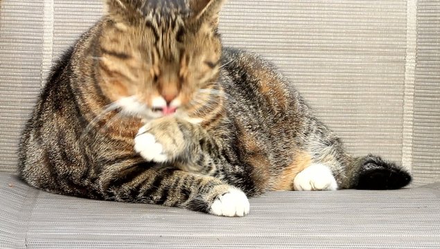 Katze getigert putzt sich