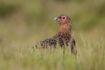 Red grouse on the Moors
