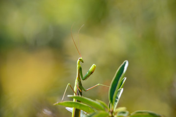 Schönheit der Gottesanbeterin