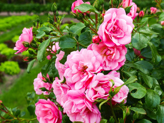 Flowers in the Garden