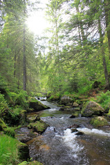 Fototapeta premium schwarzwald
