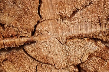 Old Tree Cross Section