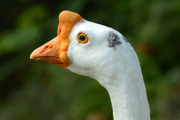 White Goose head with orange beak