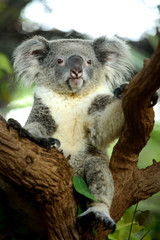 Cute Koala bear sitting on tree