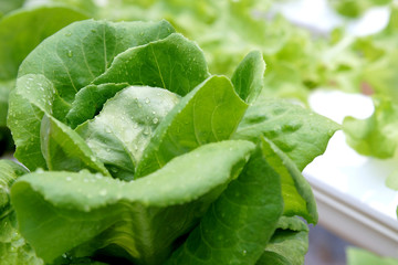 Green salad leaves with drop of water