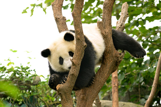 Fototapeta Cub of Giant panda bear playing on tree Chengdu, China