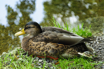 female mallard duck