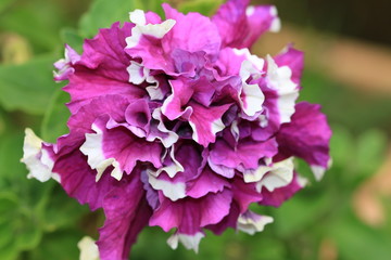 Common Petunia flower