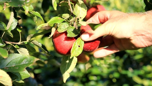 &Auml;pfel pfl&uuml;cken