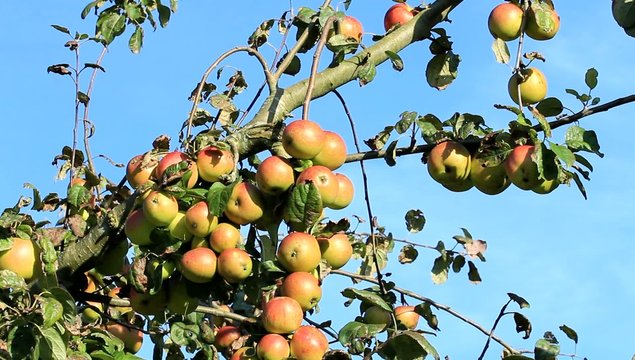Apfelbaum tr&auml;gt viele &Auml;fpel
