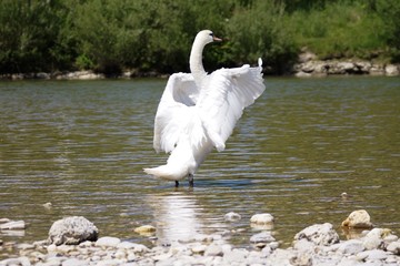 Schwan beim Flügelschlag