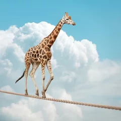 Gardinen Giraffe balanciert auf einem Drahtseil © Brian Jackson