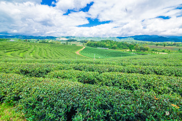 Fototapeta na wymiar Tea plantation against blue sky, Green leave
