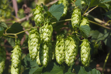Bunch of hops