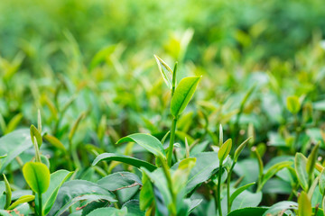 Close up of Tea leaves at a plantation