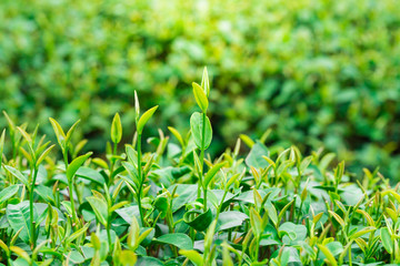 Close up green tea leaves
