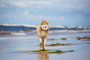 siberian husky dog on the beach © otsphoto