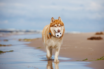 adorable siberian husky dog with a ball © otsphoto