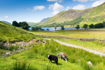 Fototapeta premium Herdwick sheep Buttermere Lake District Cumbria England uk