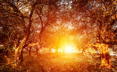 Garden of olive trees