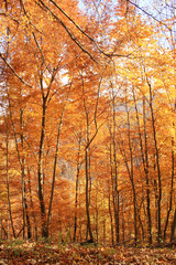 Fototapeta premium Herbst