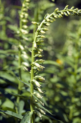 Gelber, Fingerhut, Digitalis, lutea,