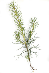 Fototapeta premium Kiefersproessling, Kiefer; Pinus; sylvestris;