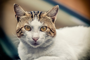 The white cat with colored background