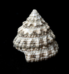 meeresschnecken; Astraea; undosa; marine snails