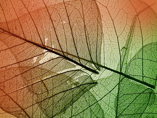 autumnal foliage background