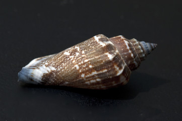 meeresschnecken; Astraea; undosa; marine snails