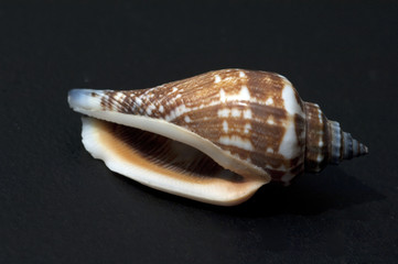meeresschnecken; Astraea; undosa; marine snails