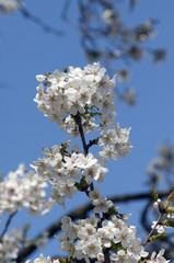Zierkirsche, Prunus, serrulata, hatasakura,
