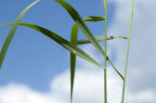 Quecke, Agropyron, repens,