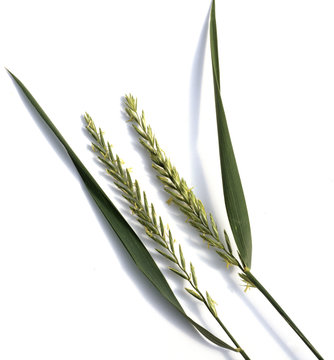 Quecke, Agropyron, repens,