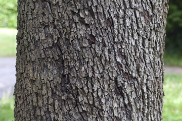 Speierling; Sorbus; domestica; Stamm, Rinde