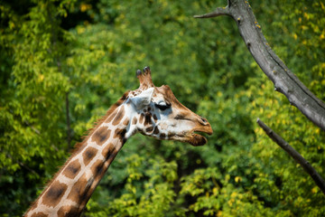 Giraffe in the zoo