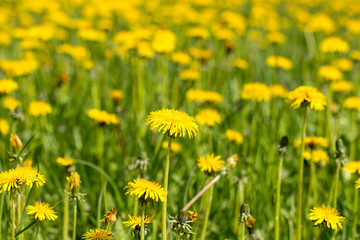 Field of yellow dandelions flowers