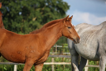 Fototapeta premium Cute chestnut foal