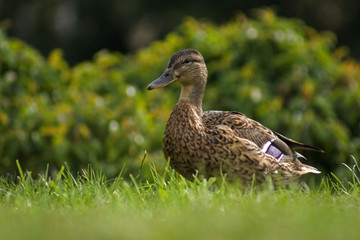 kaczka © Henryk Olszewski
