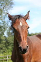 Obraz premium Cute bay foal portraity in summer