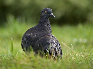 gołąb