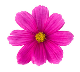 Cosmos Flower
