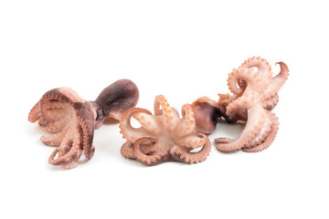 octopus © lubashi