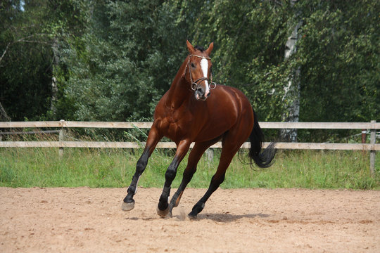 Beautiful bay horse galloping at the field