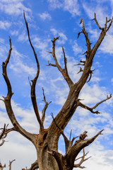 twisting trees and blue sky
