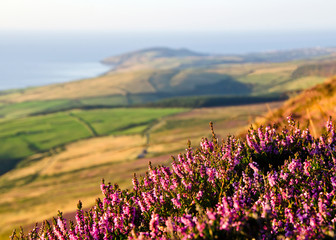 Blooming Purple Heather, Fields, sea. Isle of Man