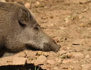 sanglier de profil © Arnaud LATHUILLE