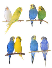 budgie