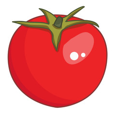 tomato isolated illustration